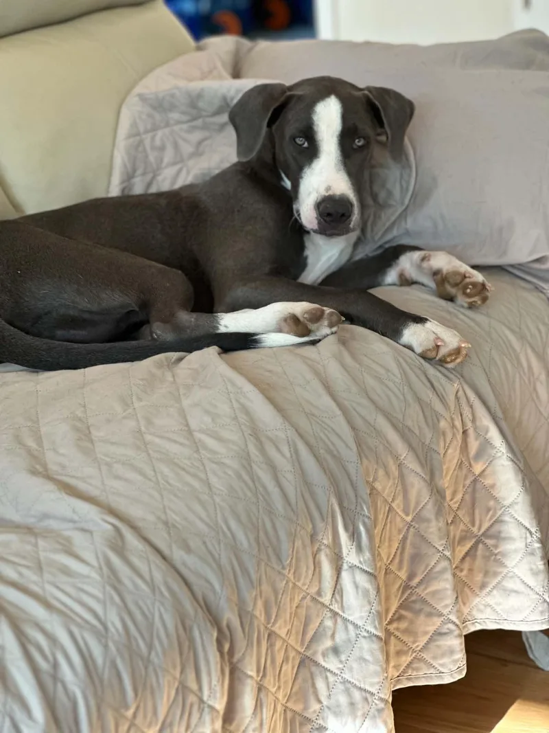 A young large-sized male Great Dane dog named Buddy for adoption in Andover, MA