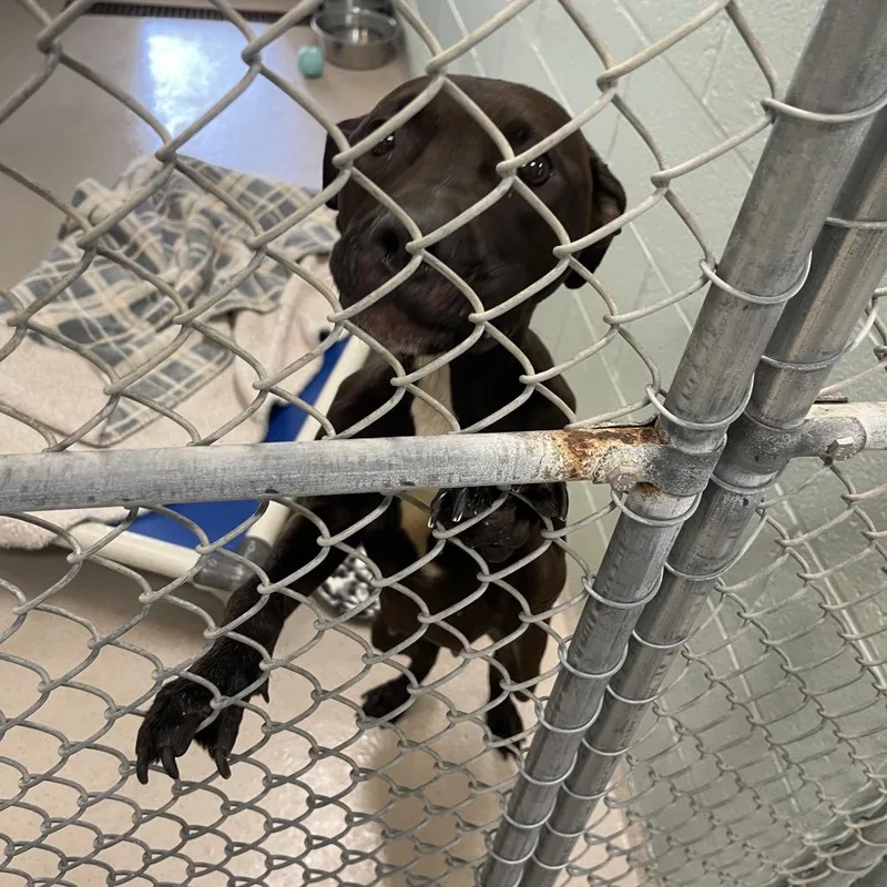 An adult medium-sized female White / Cream Pit Bull Terrier dog named Egg McMuffin for adoption in Newark, NJ