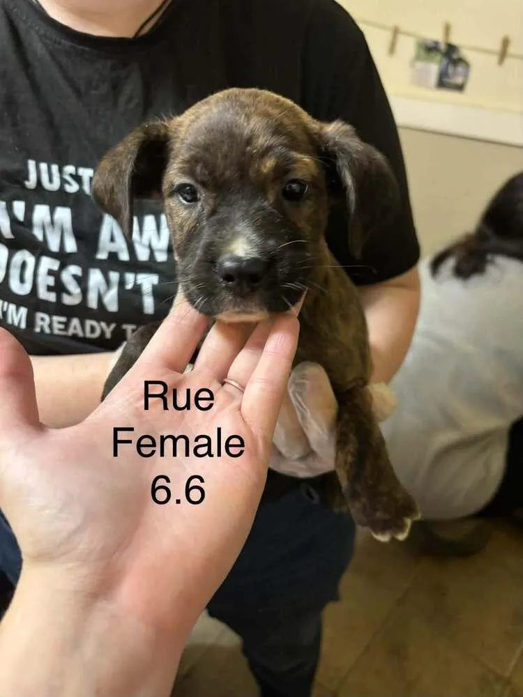 A baby medium-sized female Boxer dog named Johnson Rs : Rue for adoption in Aurora, IN