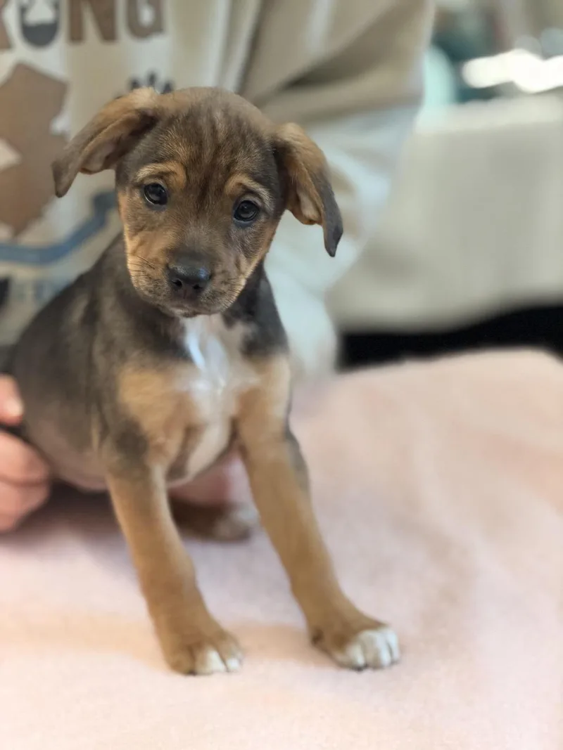 Reese's Puppy Cups