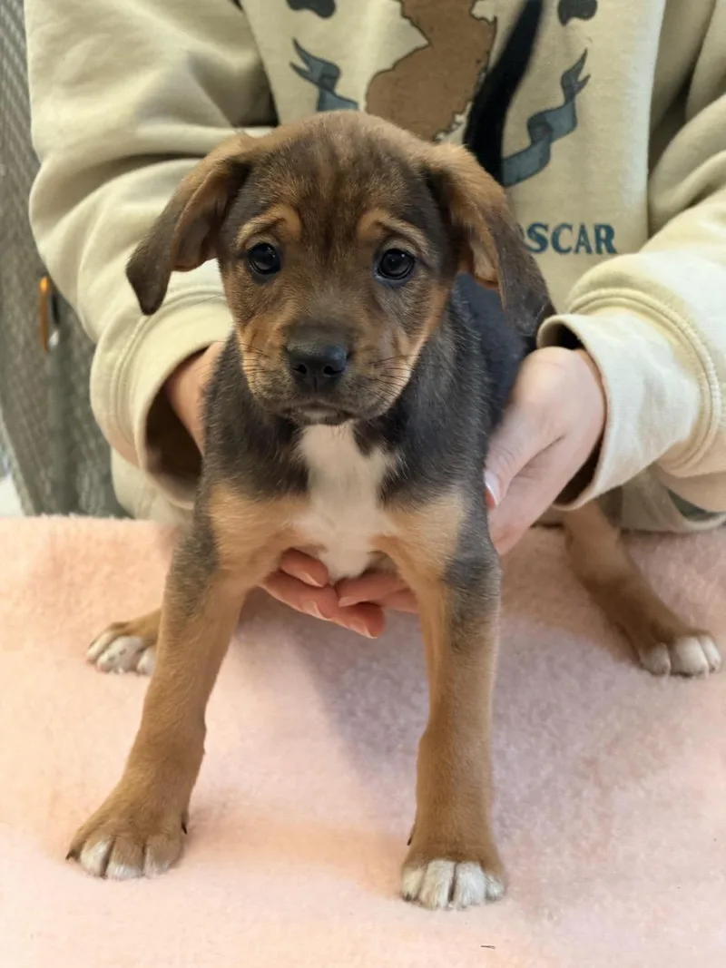 Reese's Puppy Cups thumbnail 2