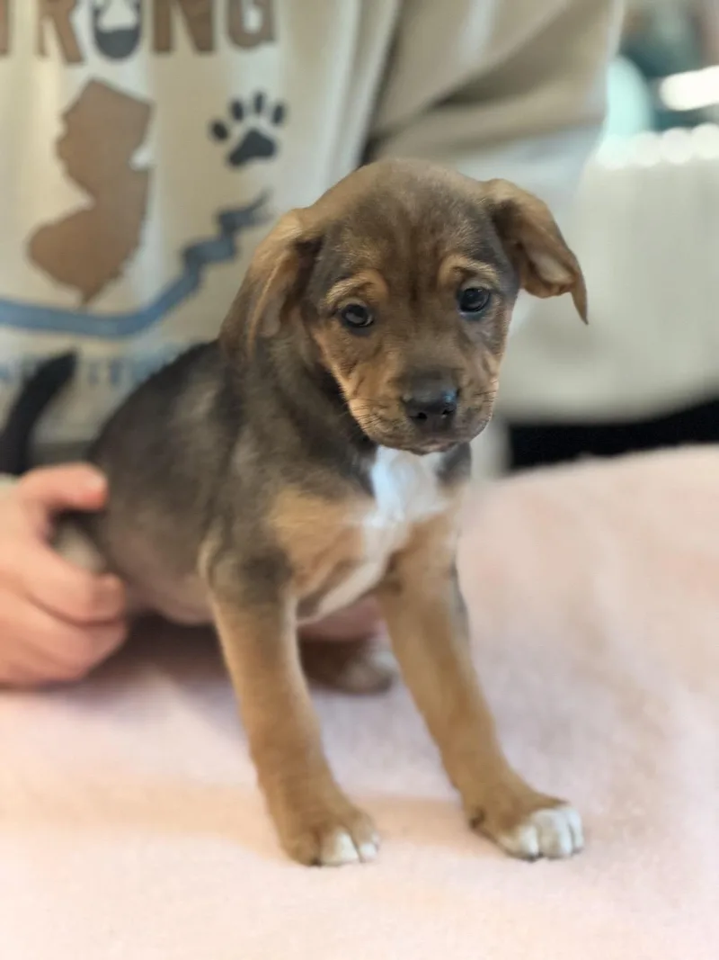 Reese's Puppy Cups thumbnail 3