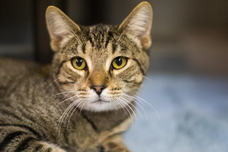 An adult large-sized female Domestic Short Hair cat named Candy for adoption in Mountain Home, AR