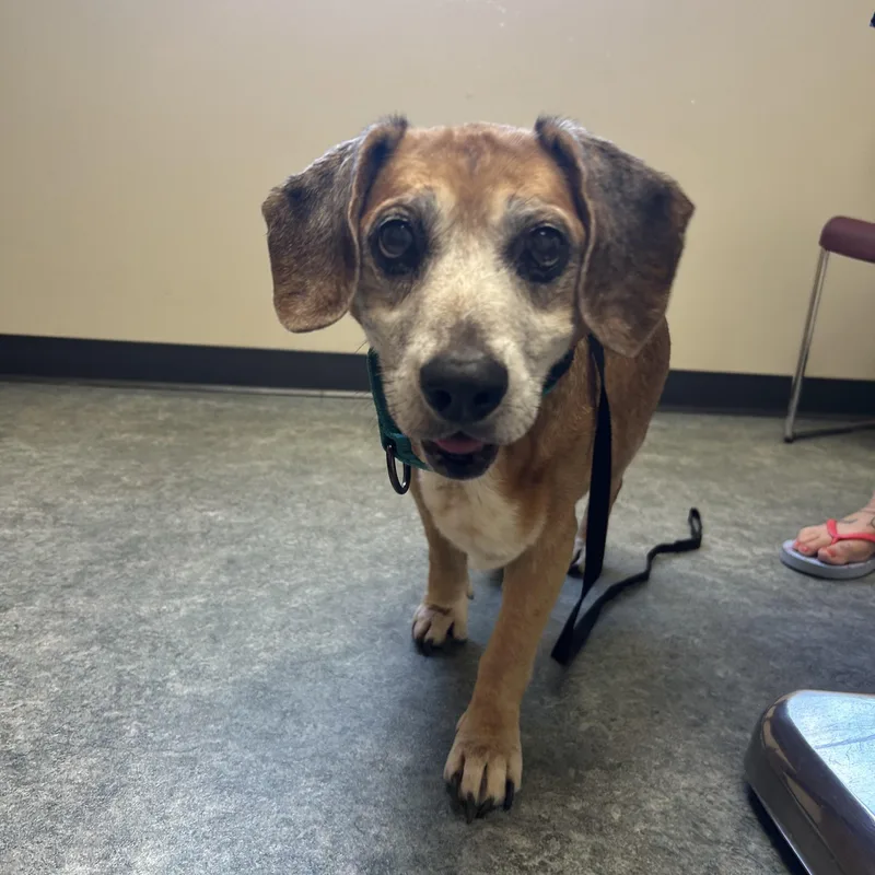 A senior medium-sized female Beagle dog named Erma for adoption in Clarksville, TN