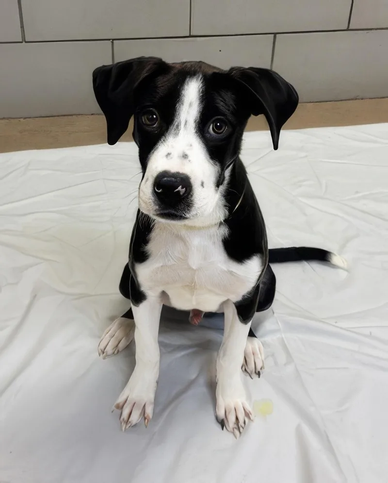 A baby medium-sized male Mixed Breed dog named Brioche for adoption in Nashville, TN