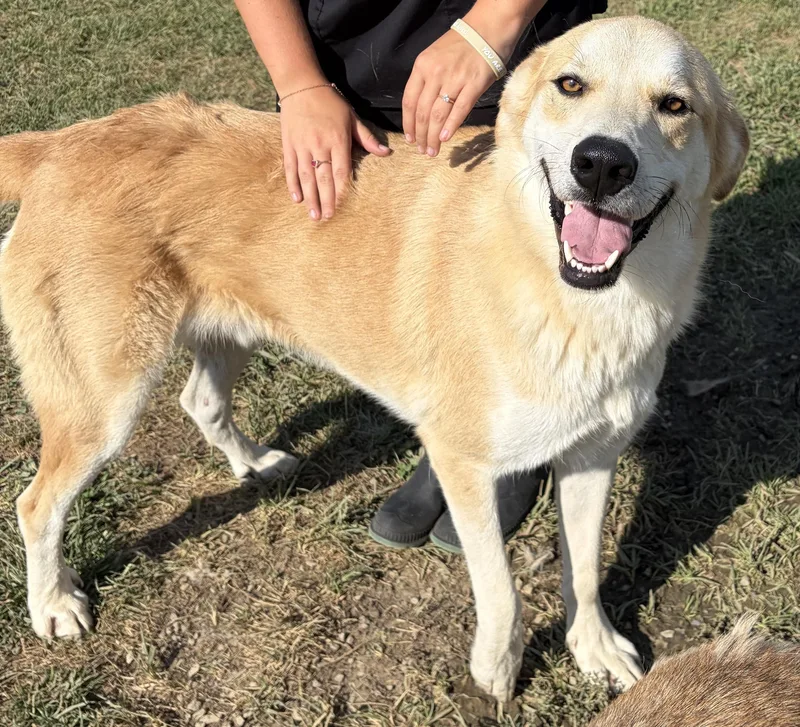 An adult large-sized male Yellow / Tan / Blond / Fawn Great Pyrenees dog named Cinch for adoption in Mount Sterling, KY