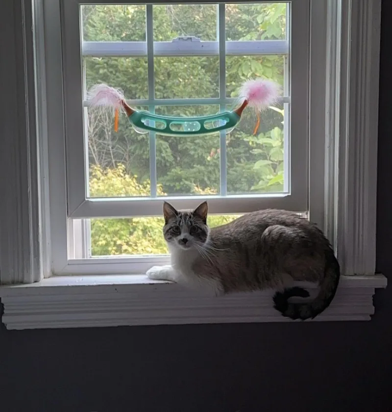 An adult medium-sized male Siamese cat named Haku for adoption in Landenberg, PA