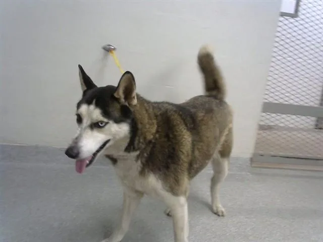 An adult medium-sized male Siberian Husky dog named Jack for adoption in Pasadena, TX
