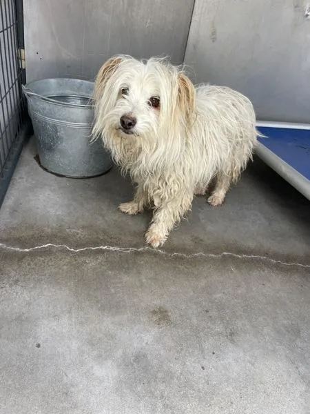 An adult small-sized male Terrier dog named Axel for adoption in Victorville, CA