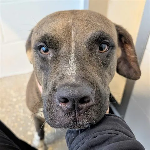 An adult large-sized female Labrador Retriever dog named Genesis for adoption in Houston, TX