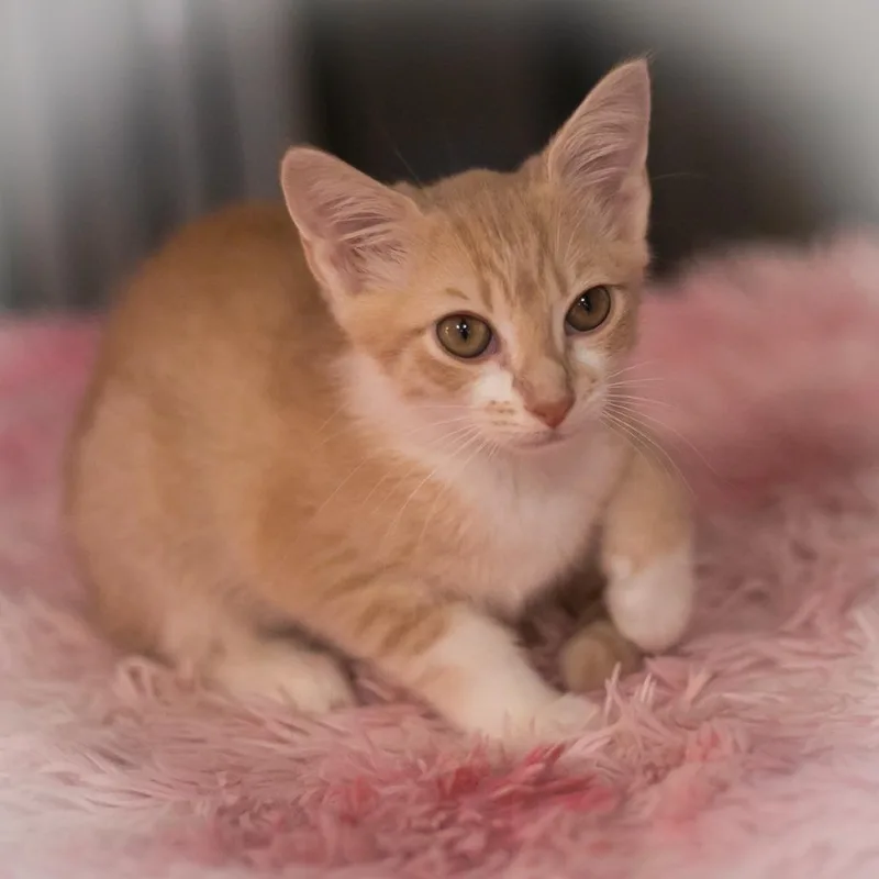 A baby small-sized male Buff / Tan / Fawn Domestic Short Hair cat named Jayla for adoption in Ponte Vedra, FL