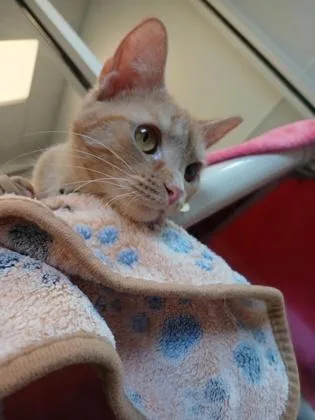 A young medium-sized female Tabby (Orange / Red) Domestic Short Hair cat named Phoenix for adoption in Lansing, MI
