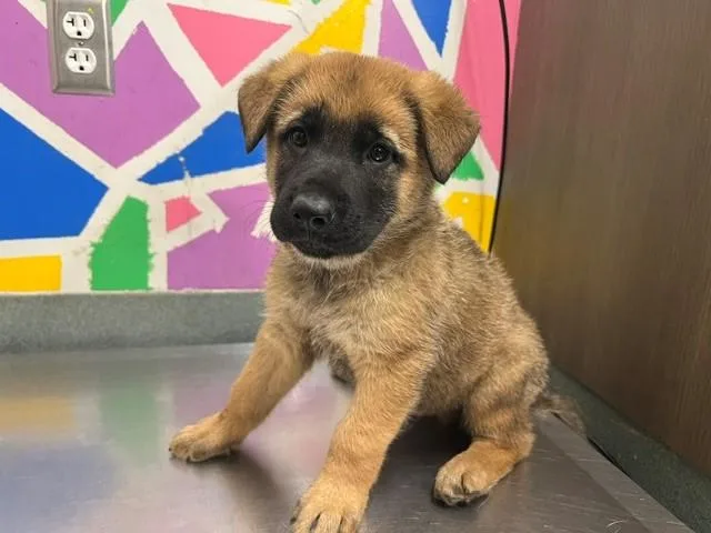 A baby small-sized male German Shepherd Dog dog named Jacob for adoption in Baytown, TX