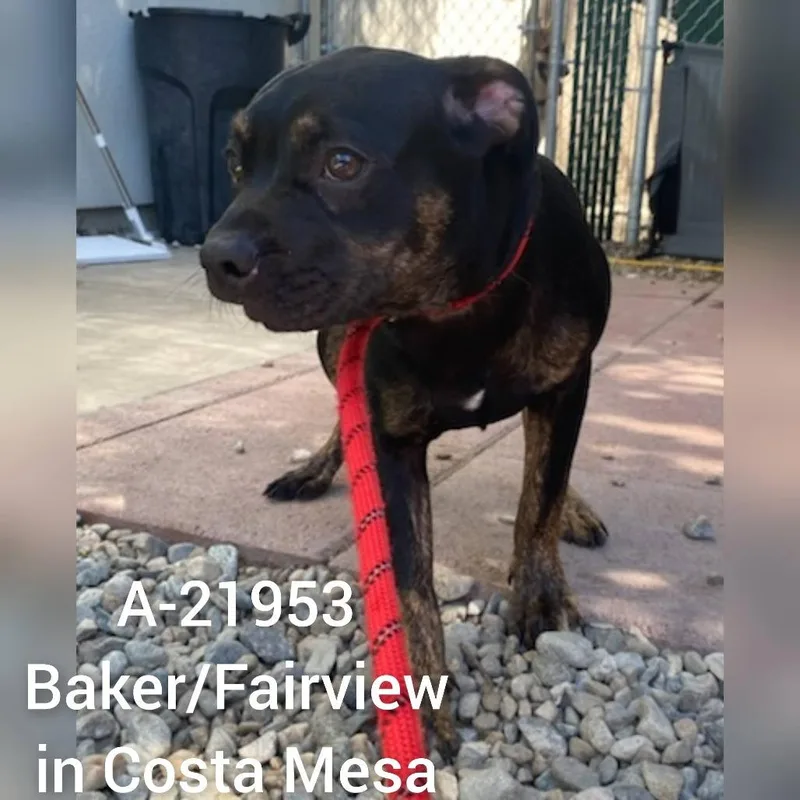 A young medium-sized male Black Pug dog named C for adoption in Westminster, CA