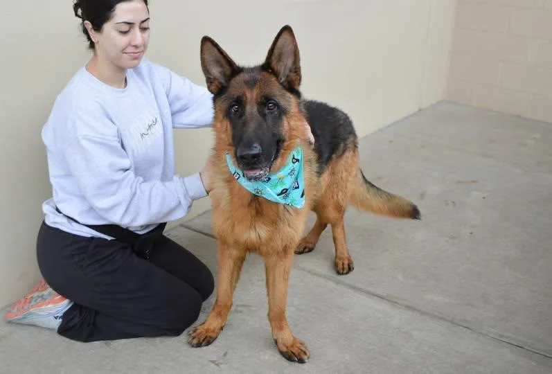 An adult large-sized male German Shepherd Dog dog named Otto for adoption in McKinney, TX