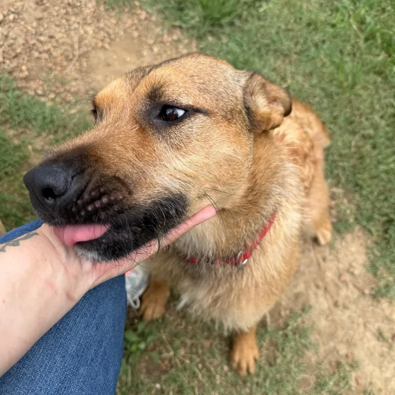 A young medium-sized female Yellow / Tan / Blond / Fawn Mixed Breed dog named Waffle House for adoption in Chattanooga, TN