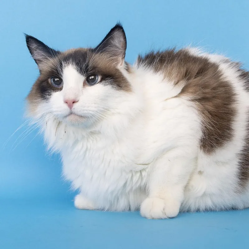 A senior large-sized male White Domestic Short Hair cat named Whiskey for adoption in Franklin, TN