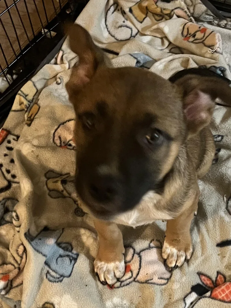 A baby medium-sized male Bicolor Boxer dog named Angus for adoption in Tonopah, AZ