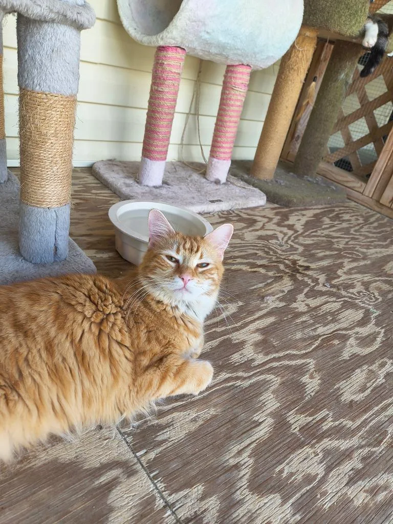 A young small-sized female Domestic Short Hair cat named Hannah for adoption in Berlin, MD