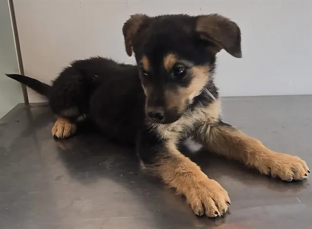 Arlo