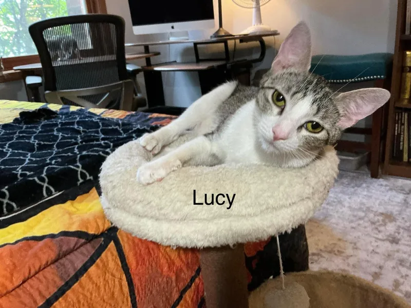 An adult small-sized female Domestic Short Hair cat named Lucy for adoption in Crystal Lake, IL