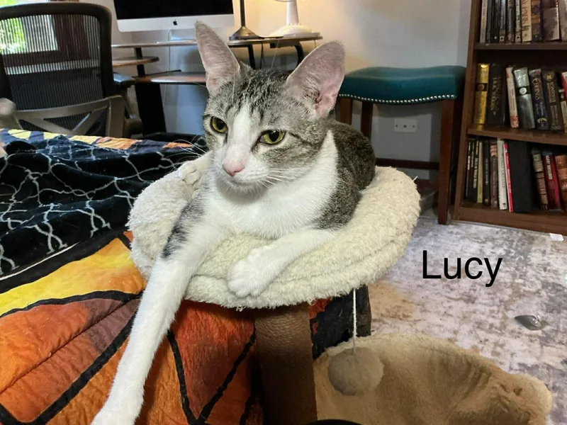 Lucy thumbnail 2