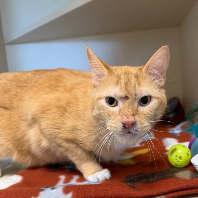 A young small-sized male Orange / Red Domestic Short Hair cat named Benji for adoption in Cody, WY
