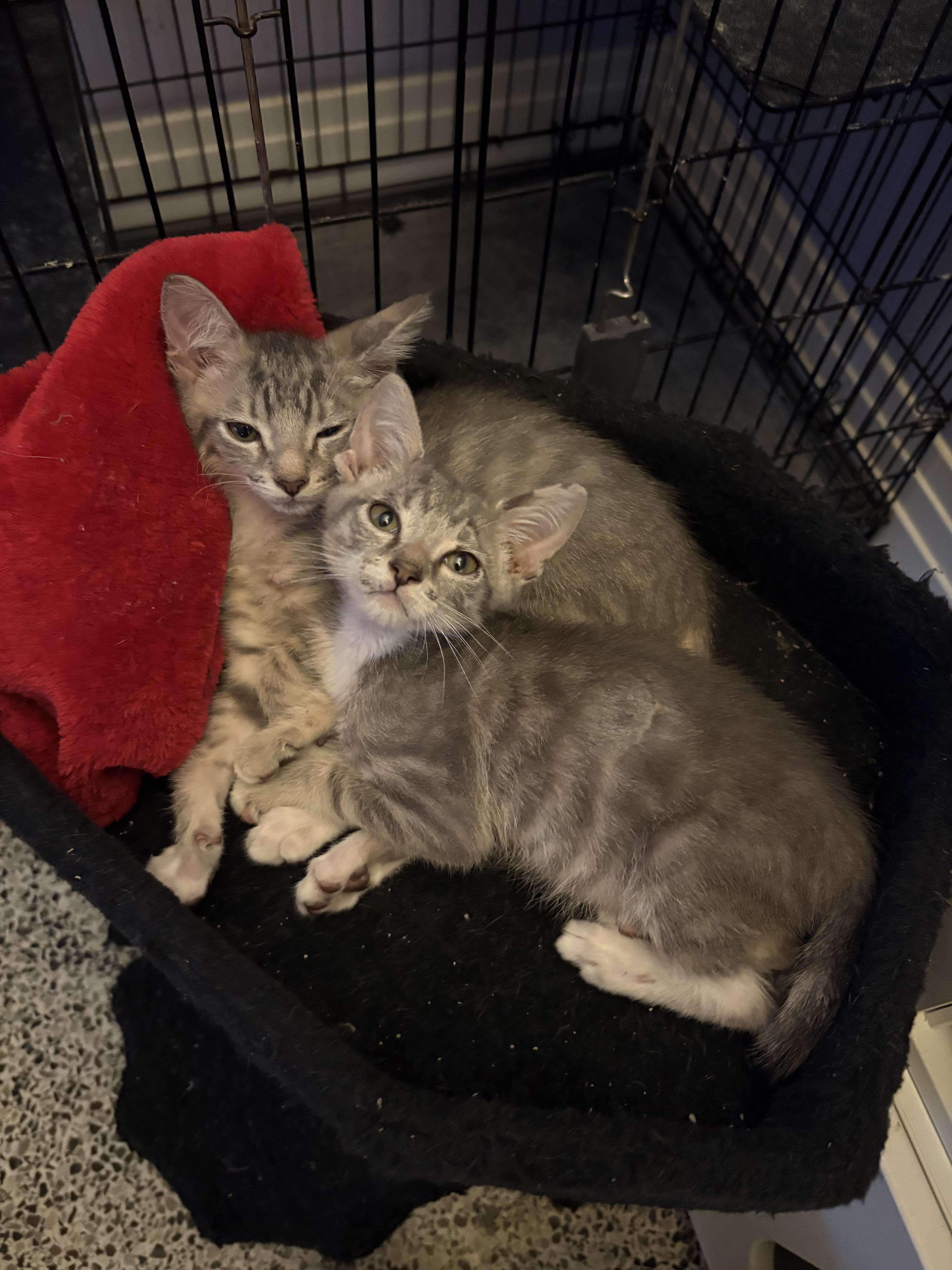 A baby medium-sized male Tabby (Gray / Blue / Silver) Domestic Short Hair cat named Schroeder for adoption in Saint Pete Beach, FL