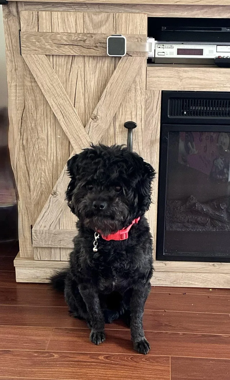 An adult small-sized male Pomapoo dog named Ollie for adoption in Succasunna, NJ