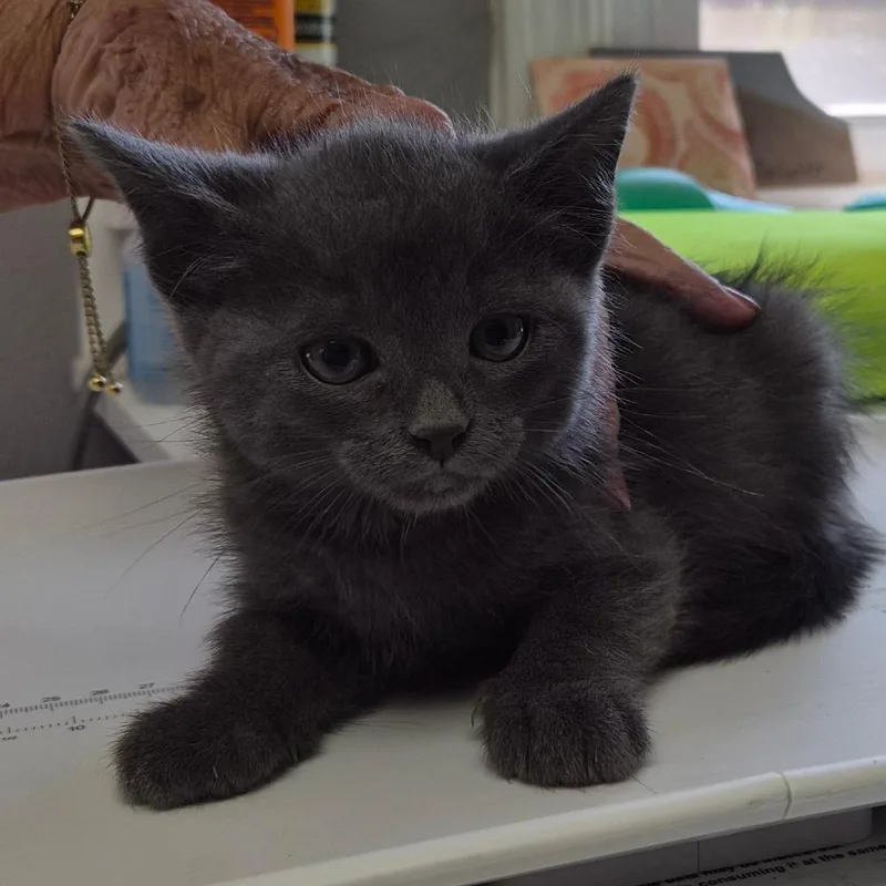 A baby small-sized male Gray / Blue / Silver Domestic Medium Hair cat named Gunner for adoption in Concord, NH