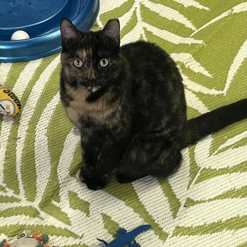 An adult small-sized female Tortoiseshell Domestic Short Hair cat named Bernadette for adoption in Pittsburgh, PA