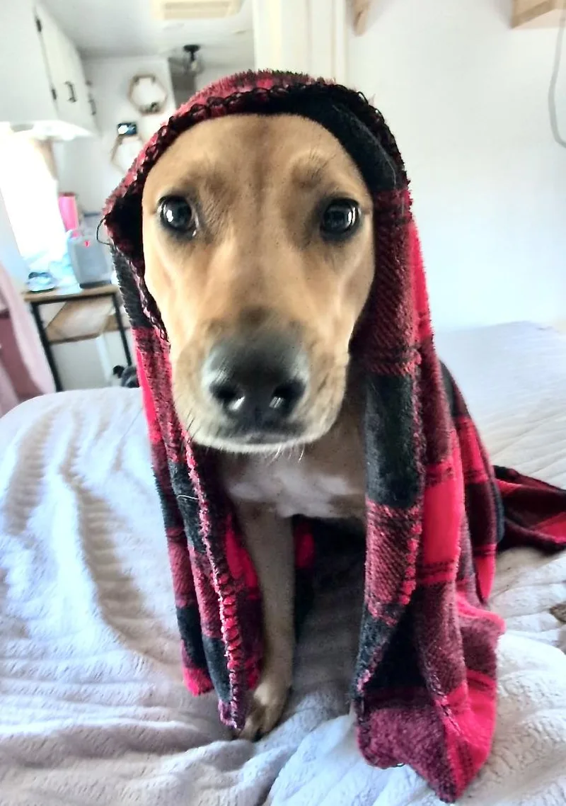 Bonnie Biscotti thumbnail 5