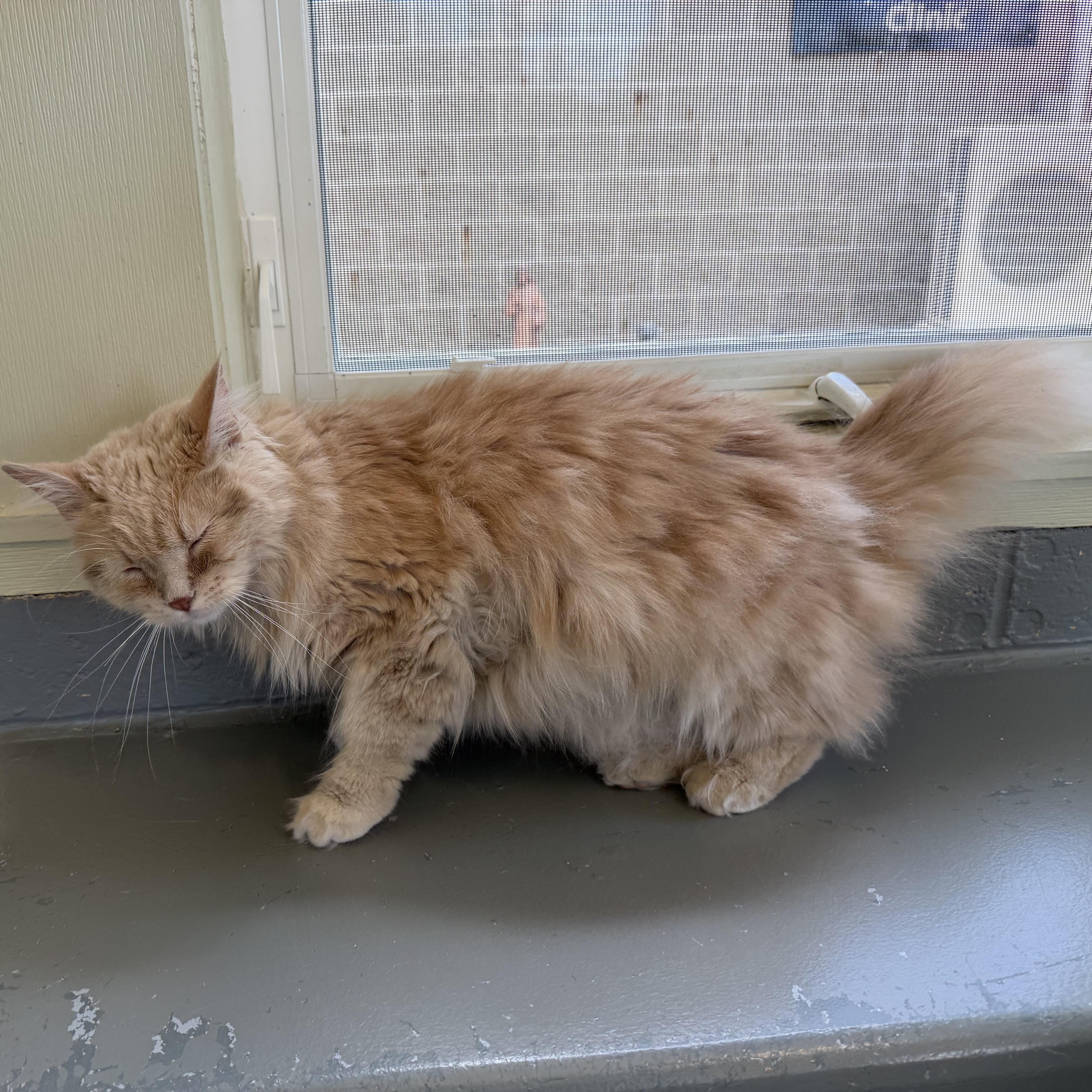 A young large-sized male Buff / Tan / Fawn Domestic Long Hair cat named Grizz for adoption in Latrobe, PA