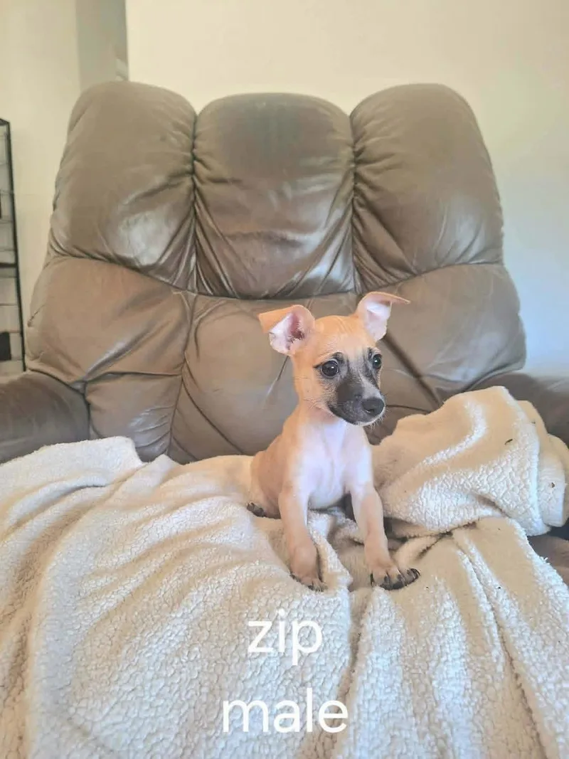 Zip