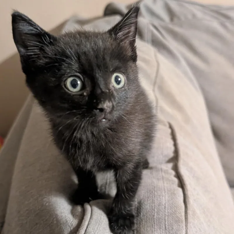 A baby small-sized female Black Domestic Short Hair cat named Ann for adoption in Buchanan Dam, TX