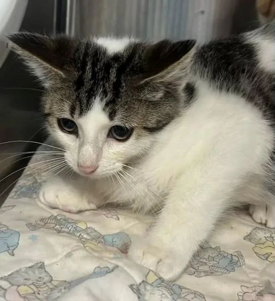 A young medium-sized male Brown / Chocolate Domestic Short Hair cat named Diamond for adoption in Allegan, MI