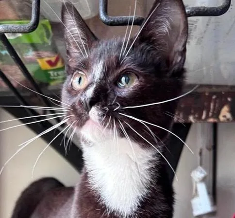 A baby small-sized male Domestic Short Hair cat named Buster Keaton for adoption in Milton, DE