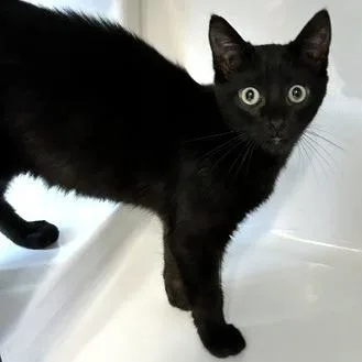 A baby small-sized male Black Domestic Short Hair cat named Pepsi for adoption in Novelty, OH