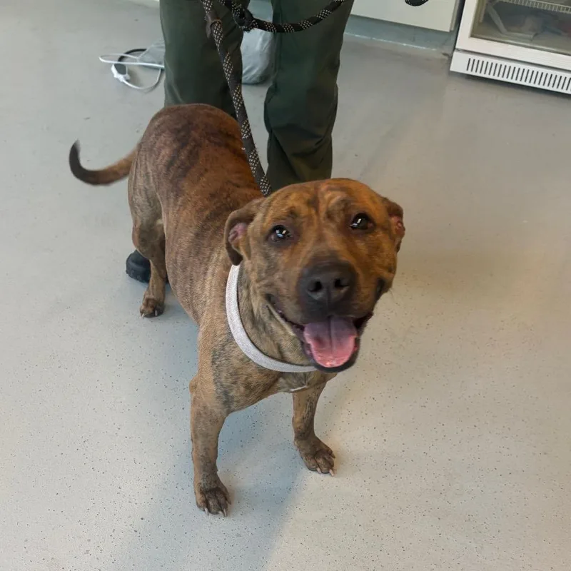 An adult medium-sized female Brindle Mixed Breed dog named Prima Donna for adoption in Huntington, WV