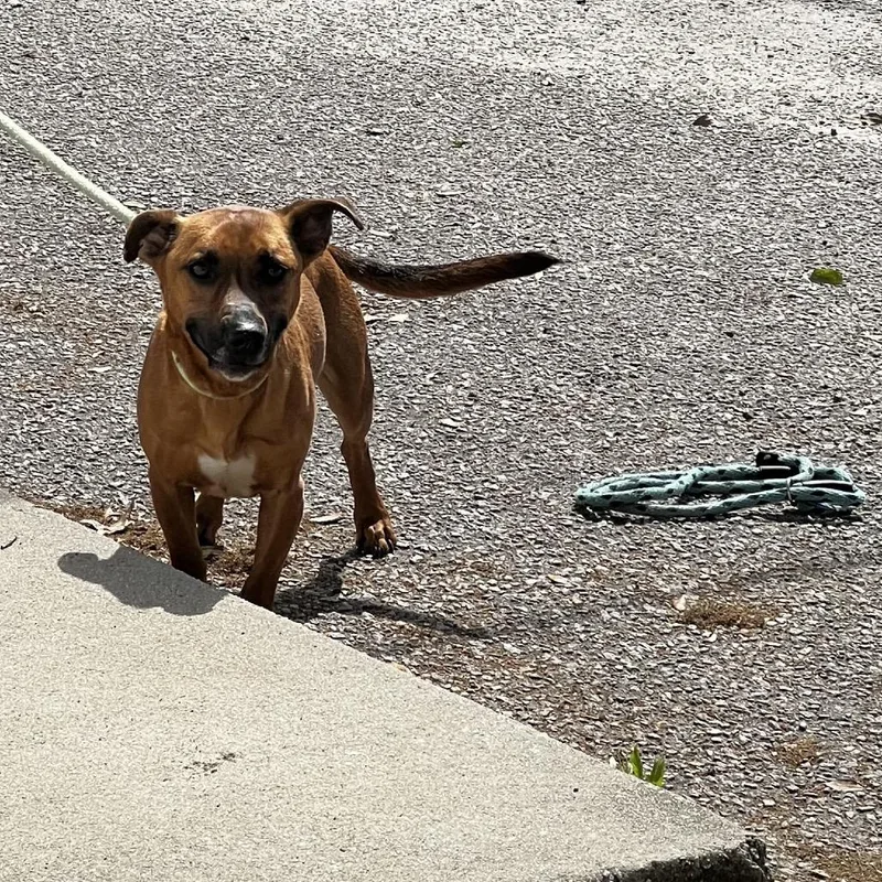 An adult small-sized male Yellow / Tan / Blond / Fawn Mixed Breed dog named Cashew for adoption in Summerville, SC
