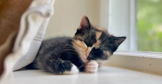 A baby small-sized female Black & White / Tuxedo Domestic Short Hair cat named Annabelle for adoption in Henrico, VA