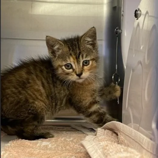 A baby small-sized female Domestic Short Hair cat named Frannie for adoption in Palo Alto, CA