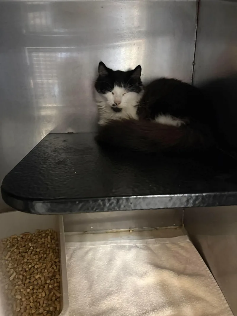 A young medium-sized male Domestic Medium Hair cat named Jack for adoption in Burgaw, NC