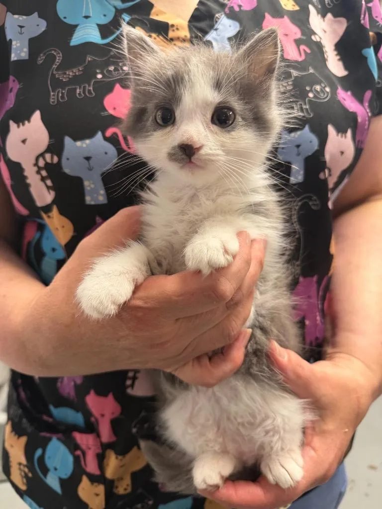 A baby small-sized male Domestic Medium Hair cat named Buffy for adoption in Ewing, NJ