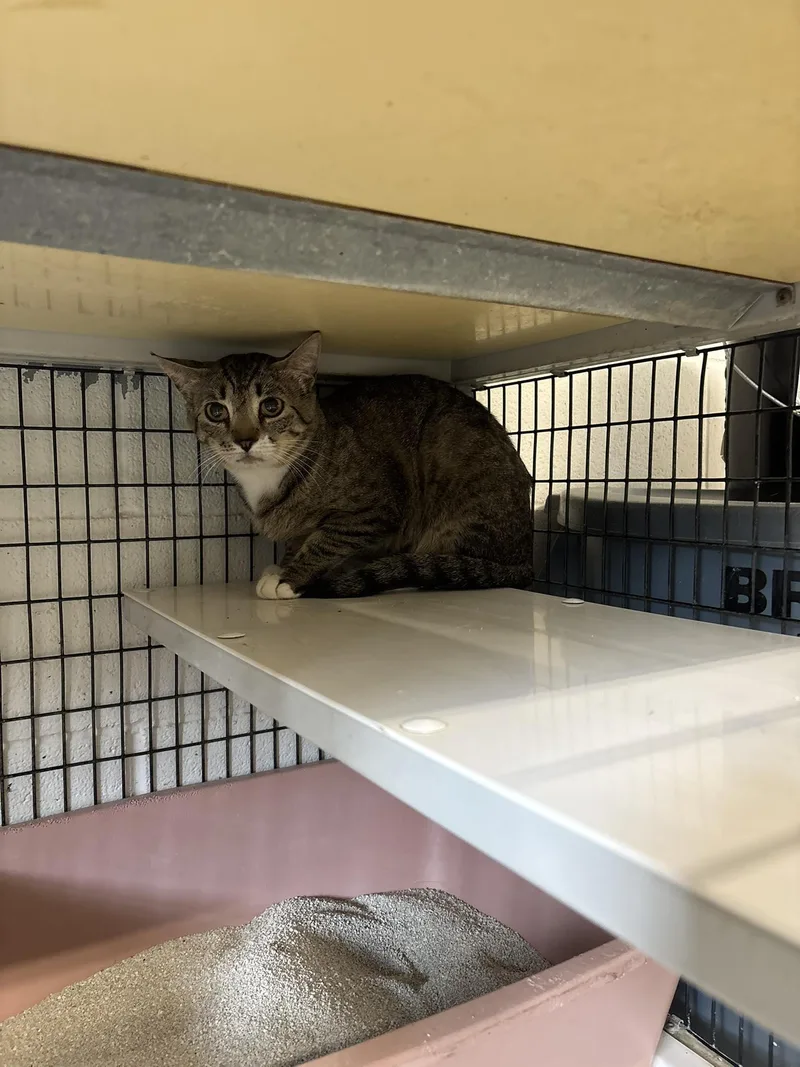 An adult medium-sized male Tabby (Gray / Blue / Silver) Domestic Short Hair cat named Buster for adoption in Clyde, TX