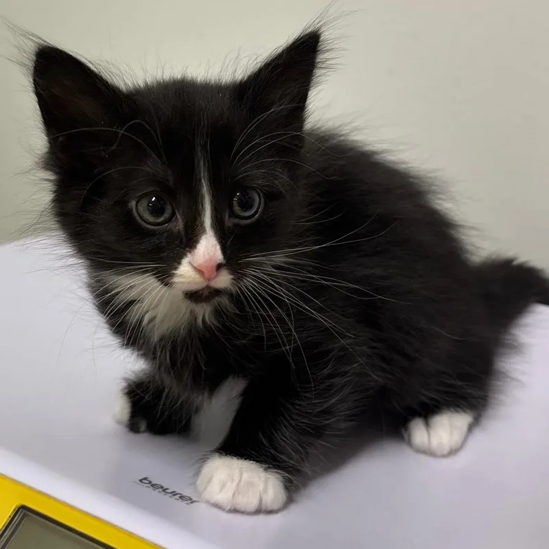A baby small-sized male Black Domestic Short Hair cat named Luffy for adoption in York, PA
