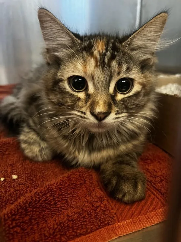A baby small-sized female Domestic Medium Hair cat named Roxanne for adoption in Santa Rosa, CA