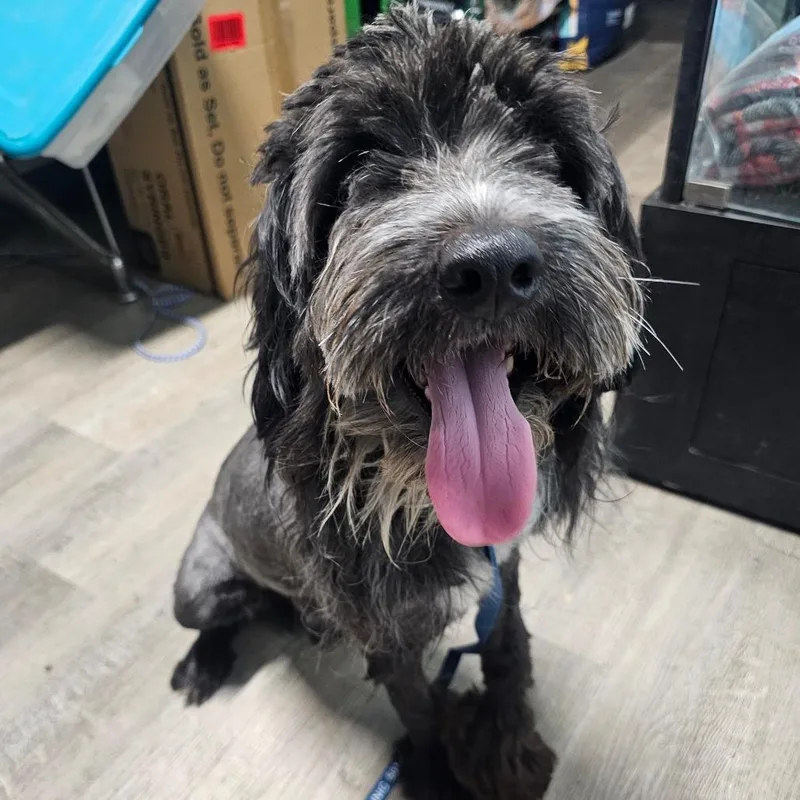 An adult medium-sized male Black Standard Schnauzer dog named Chevy for adoption in mount vernon, AR