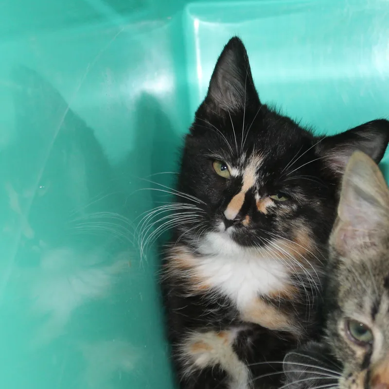 A baby medium-sized female Tortoiseshell Domestic Short Hair cat named Salsa for adoption in Yucca Valley, CA