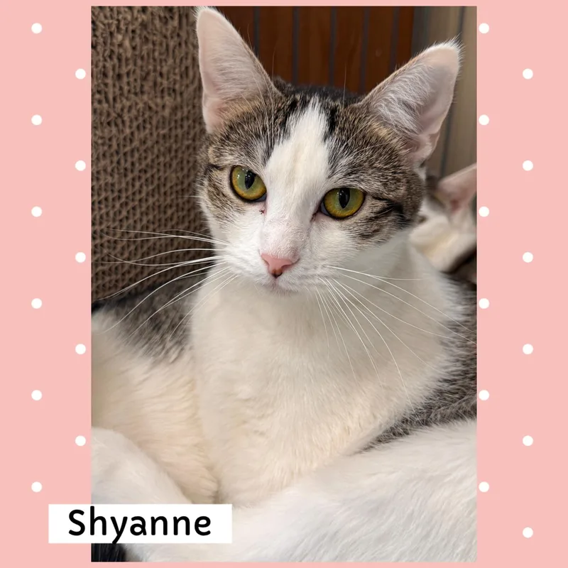 Shyanne  Los Angelina thumbnail 3